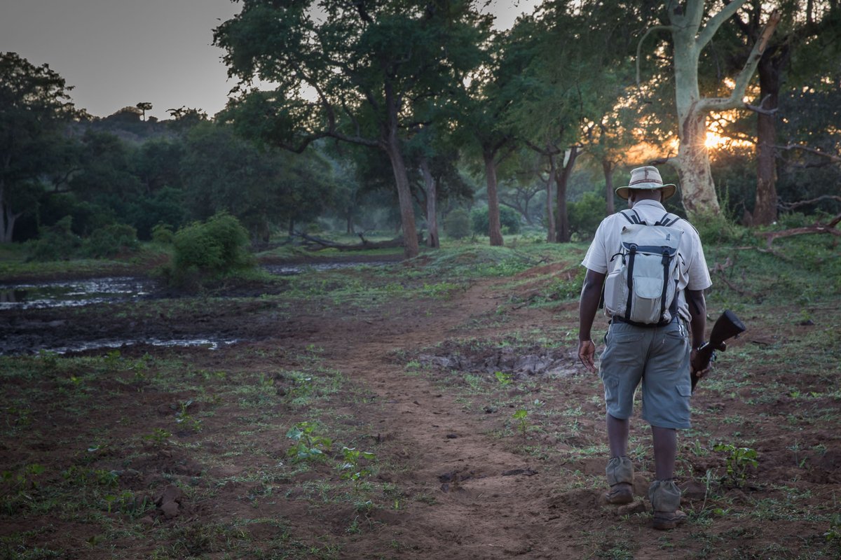 RETURNAfrica's tweet photo. "There is something about safari life that makes you forget your sorrows" Karen Blixem 
.
.
.
📸: Morgan Trimble
#RETURNAfrica #PurePafuri #MyPafuri #FeverTreeForest #Pafuri #Safari #SouthAfrica #WeLoveAfrica #NorthernKruger #Kruger #Travel #Explore #MeetSouthAfrica https://t.co/K2enq8Mzzm