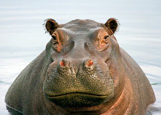 83playmaker's tweet photo. Hippo-patomus-rock! #zoompd #bettertogether #hipponation https://t.co/yDfPrwzx58