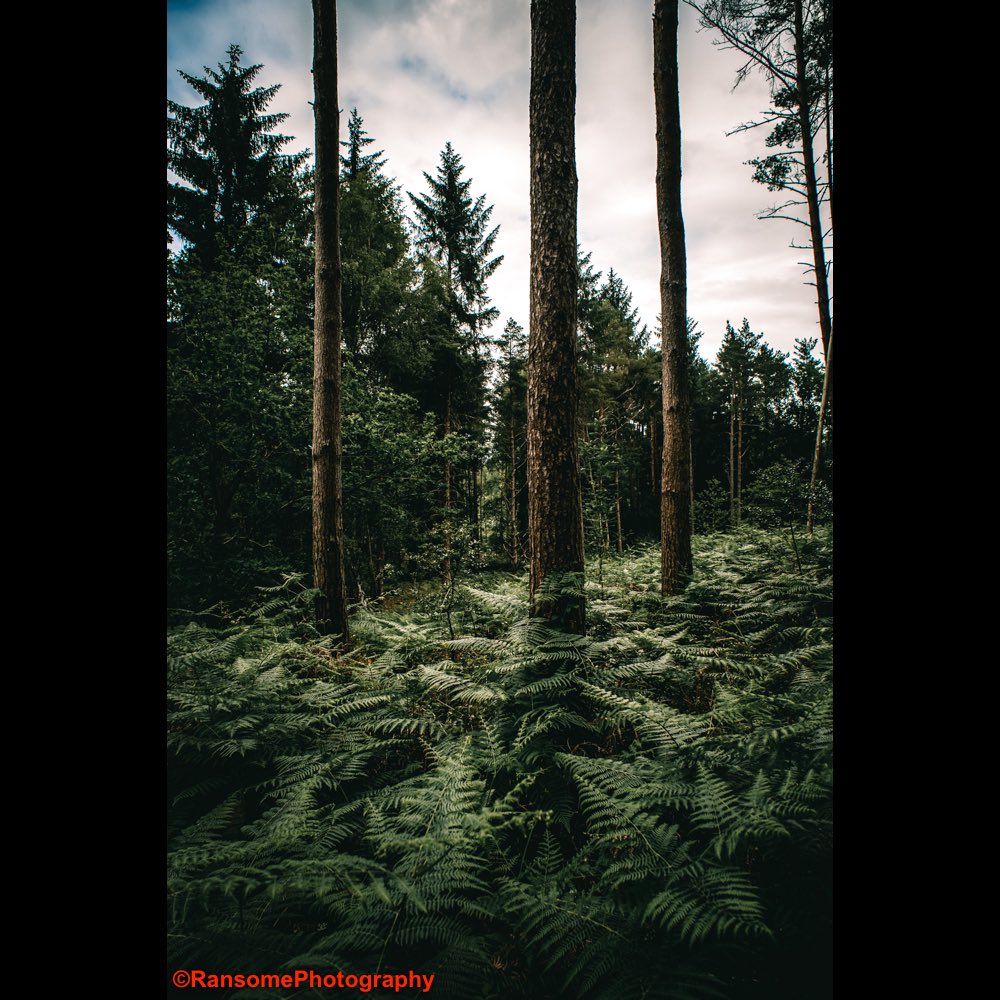 RansomePhoto's tweet photo. A study of nature. #boardwaterwarren #corsicancine #forest #bracken #ferns #silverbirch #trees #earth #nature #wildlife #photography #naturephotography #wildlifephotography #landscapephotography #landscape #naturelandscape #rspb #rspbreserve  #art #artnature #peace #walk #beauty https://t.co/ELR1tMTEvF