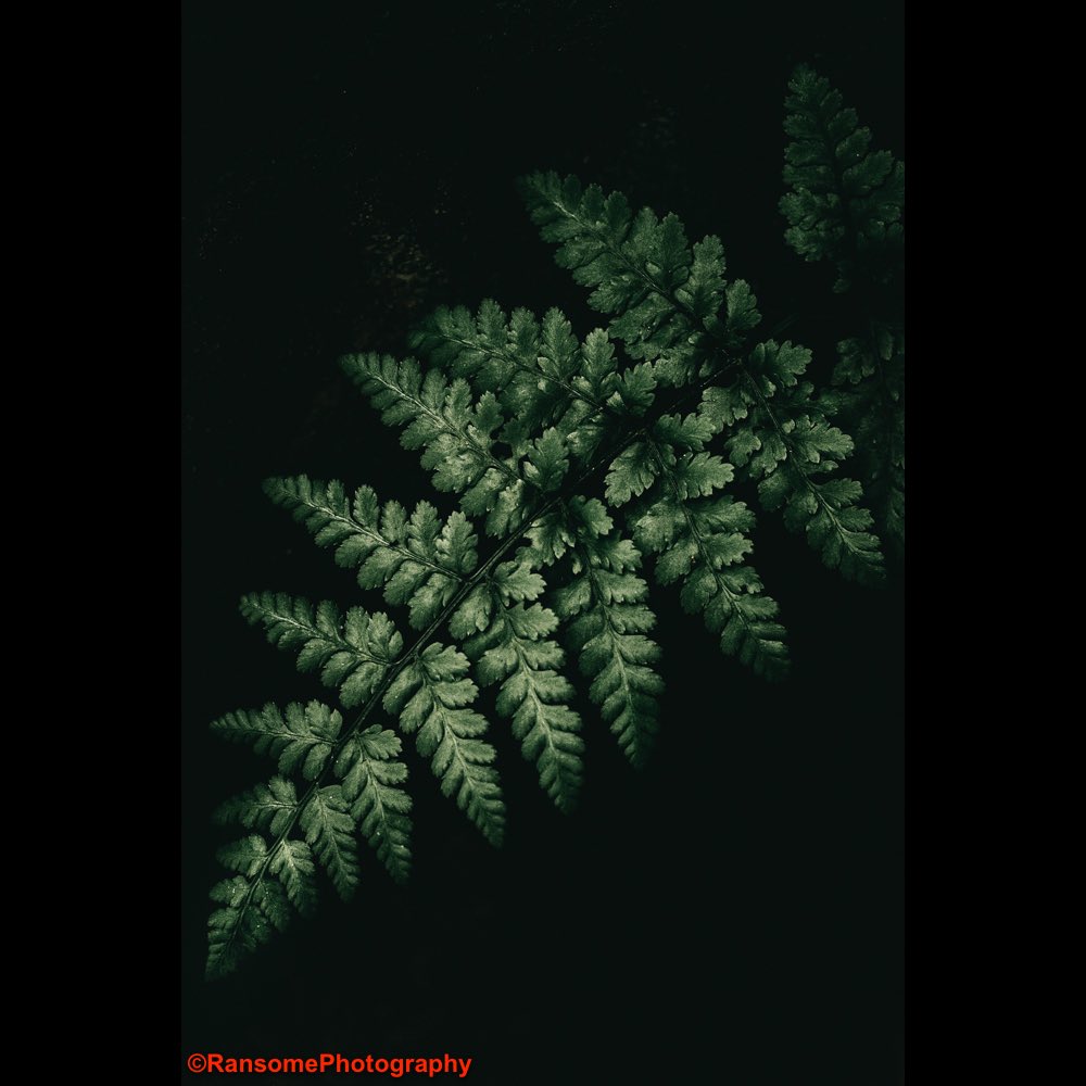 RansomePhoto's tweet photo. A study of nature. #boardwaterwarren #corsicancine #forest #bracken #ferns #silverbirch #trees #earth #nature #wildlife #photography #naturephotography #wildlifephotography #landscapephotography #landscape #naturelandscape #rspb #rspbreserve  #art #artnature #peace #walk #beauty https://t.co/ELR1tMTEvF