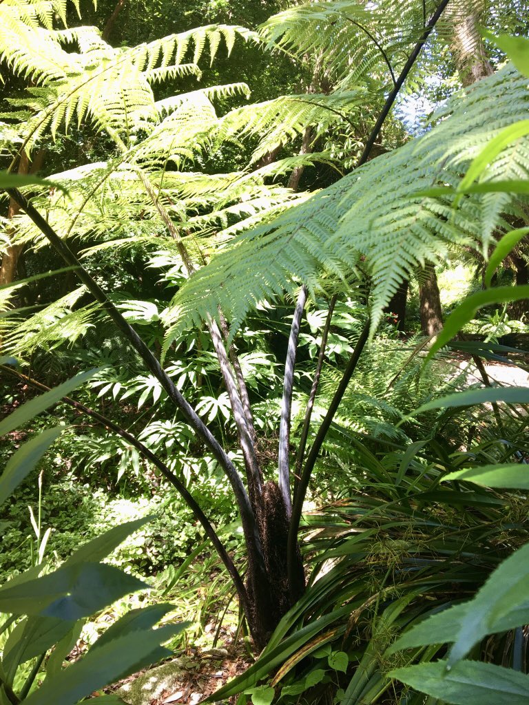 Trebah has the tallest Trachycarpus in the UK, Phyllostachys edulis that grows 20cm a day, a brill Gunnera walk and hundreds of tree ferns including this lovely Cyathea 🌿