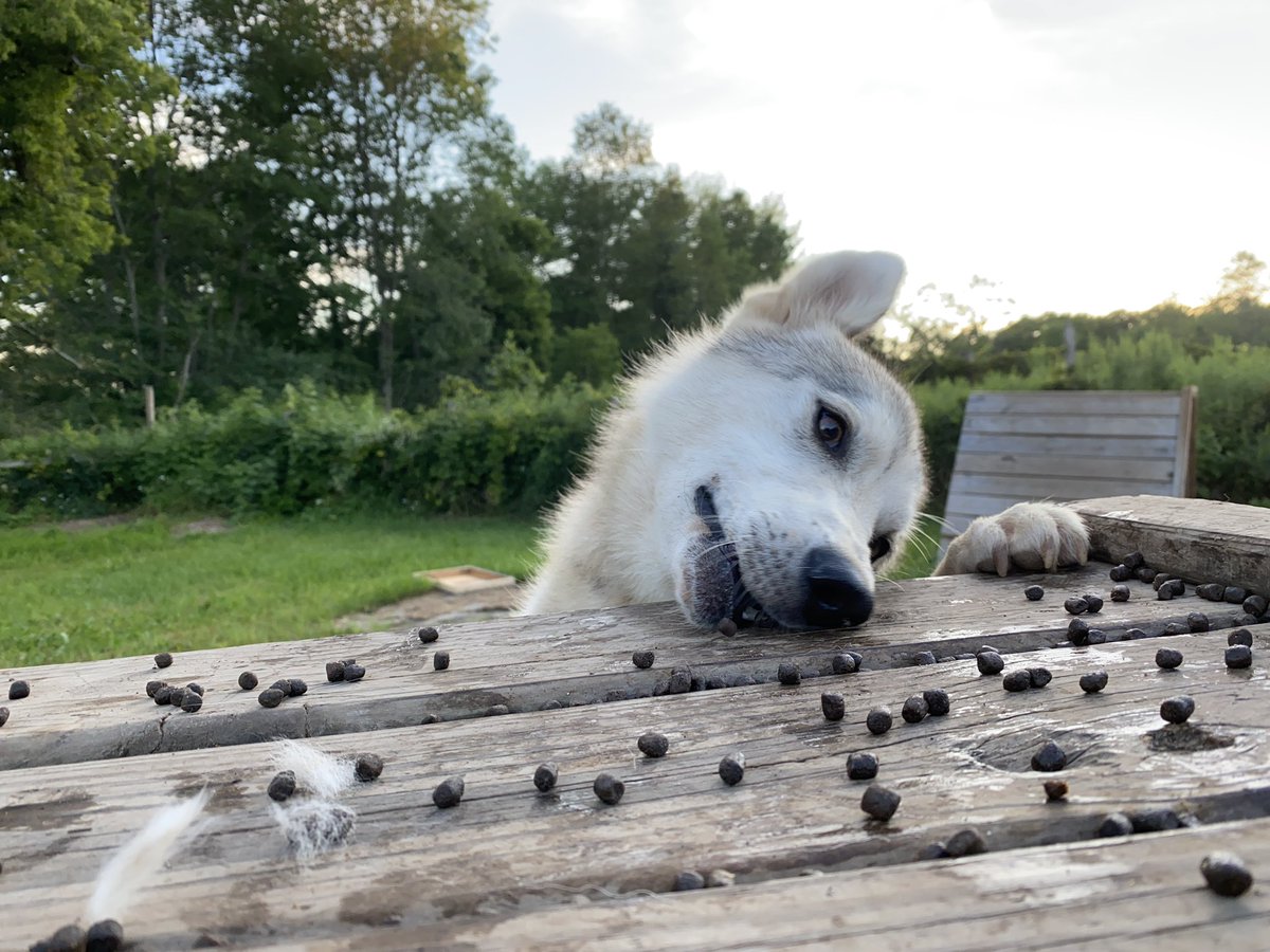 Lima wants the food but isn’t sure how to reach it