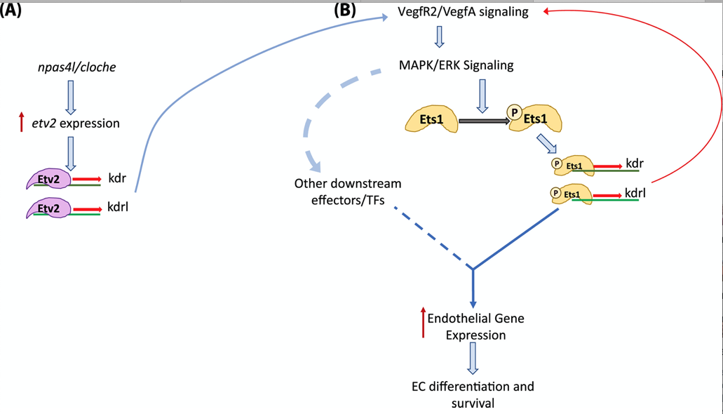 Dev_Bio_Journal's tweet photo. #DBfeatures #DBpreview #DevBio #zebrafish 🐟
"Ets1 functions partially redundantly with Etv2 to promote embryonic vasculogenesis & angiogenesis in zebrafish" by Satish Casie Chetty & Saulius Sumanas, in our new Sept 1, 2020 issue!
Check it out here -> https://t.co/BRAKjjJUKl https://t.co/64KU2lcavX