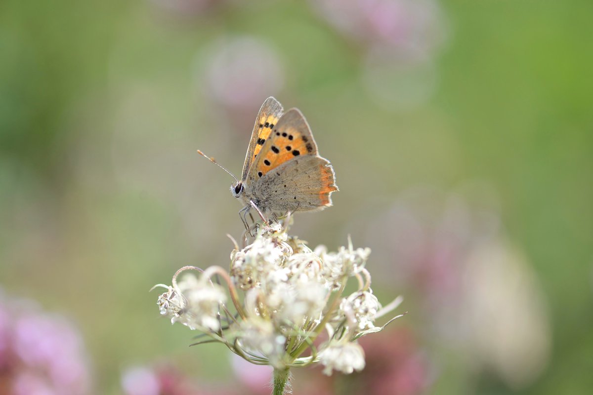Small Copper, Hampshire
