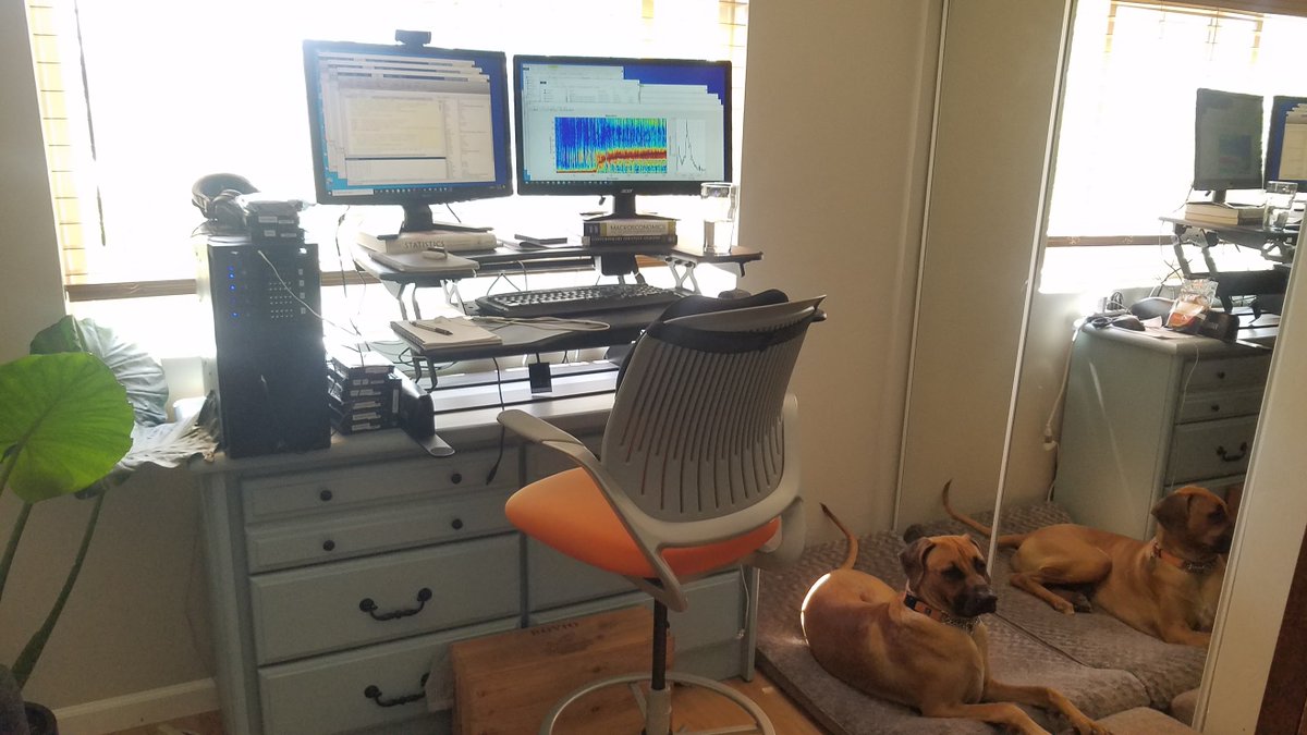 While  #WFH, Rebecca is building and evaluating the performance of a deep neural network-based classifier capable of identifying distinct species-specific echolocation clicks in long-term passive acoustic data.  #MachineLearning  #NeuralNetworks