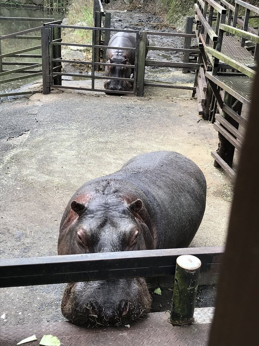 かばみどり 今度長崎ヘ行くときは しっかり肩をつくっていかねば たとえドンさんが奥の池にいたとしてもキャベツが届くように やはり日々の鍛錬が という昨冬の反省 19年12月 ドンさんはモモちゃんのはるか後方 カバ ドン モモ 長崎バイオ かばみどり 今度長崎ヘ行くときは しっかり肩をつくっていかねば たとえドンさんが奥の池にいたとしてもキャベツが届くように やはり日々の鍛錬が という昨冬の反省 19年12月 ドンさんはモモちゃんのはるか後方 カバ ドン モモ 長崎バイオ