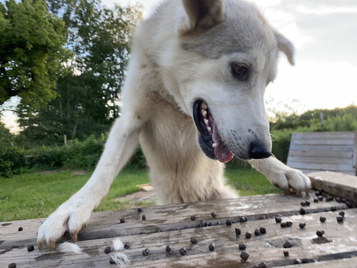 But weirdly, I think Lima found the whole thing empowering. If Flame can get up there, so can he! And he’s gotta defend his kibbles. He gets *almost* up a few times, like this, and then flops back down.