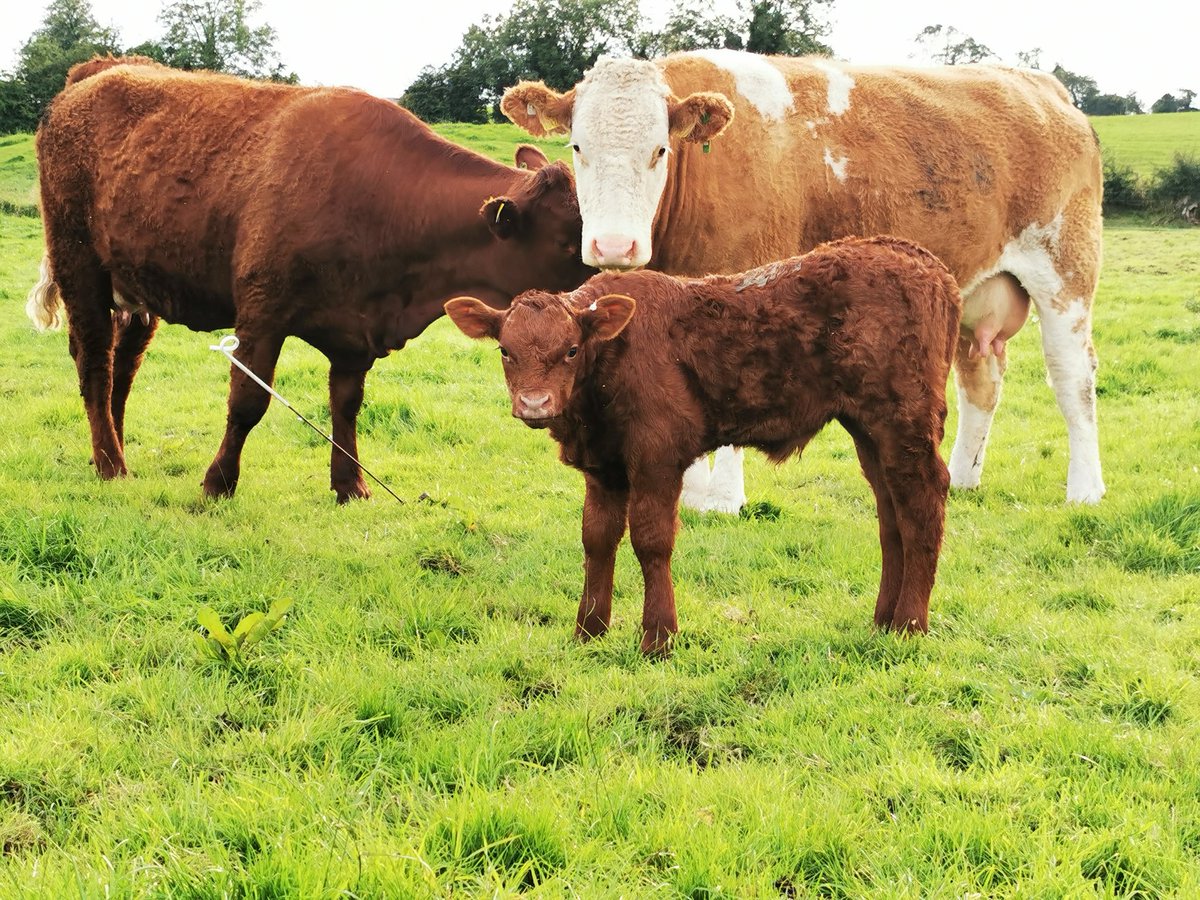 whelehandavid's tweet image. 1 week old PB Beguin bull from a KKB 1st calver, good size and promising figures, has potential to be a good animal some day @SalersCattle1 @progressivegen @doveagenetics #grasstobeef #calving20