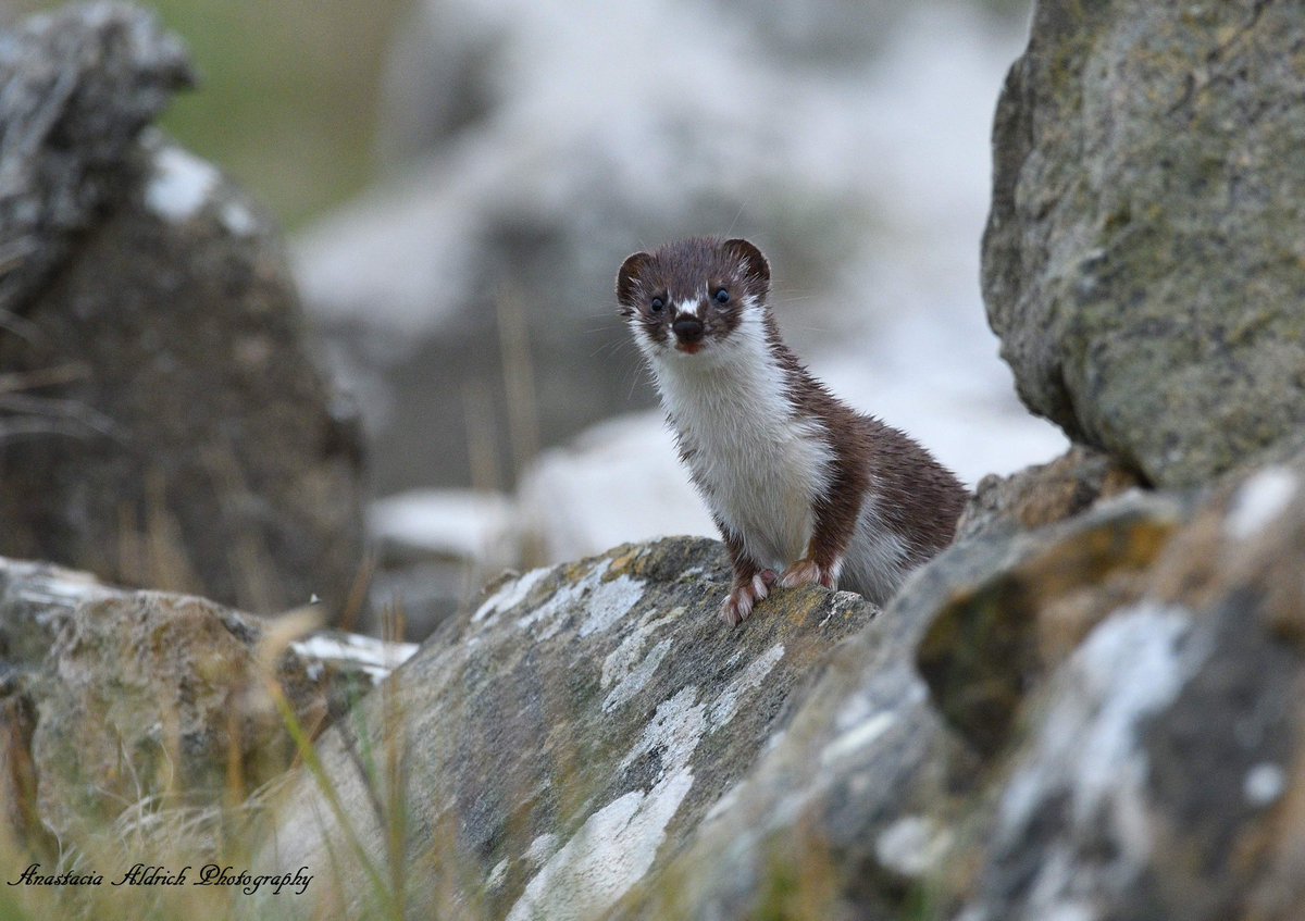 RT @AnastaciaAldri2: This curious little #weasel was dashing in and out through the stone walls down #dunnethead. @mammals_uk