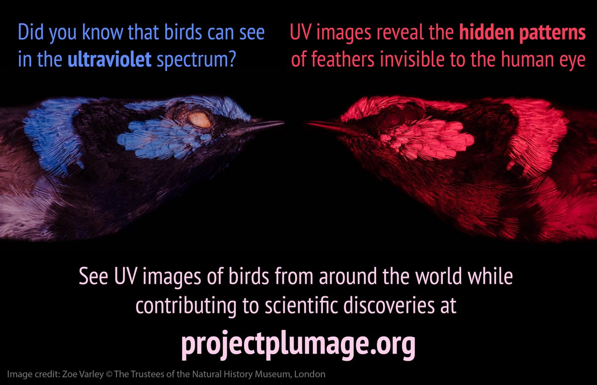 MacrobirdEvol's tweet photo. Looking for something to do over the weekend? You can directly contribute to science by analysing photos of birds from the Natural History Museum at Project Plumage https://t.co/Lj0kq7kRK6 #citizenscience https://t.co/mzms4yy1HF
