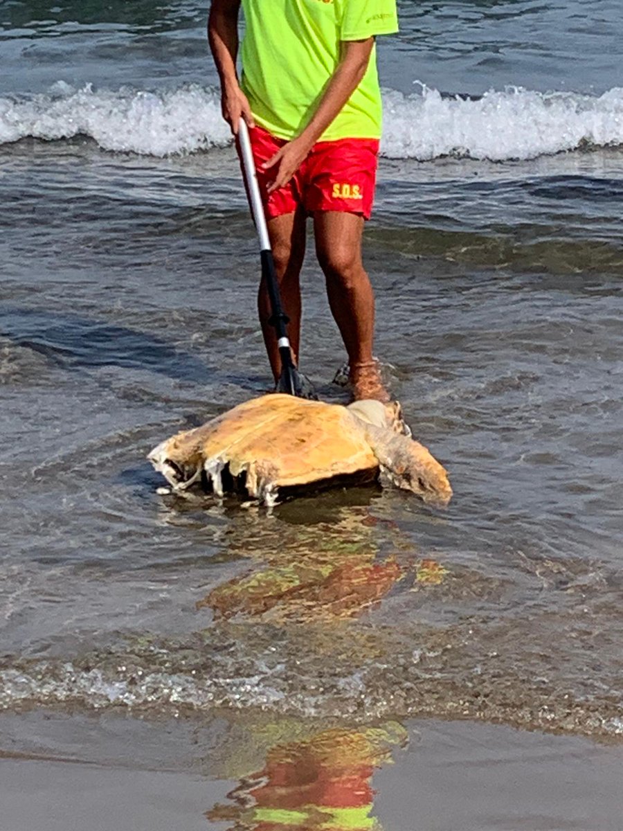 SCalblanque's tweet photo. Ayer en @AYUNTAGUILAS playa la Higuerica. Tortuga  seccionada por la hélice de una embarcación? Avisaron a #cecofor @AGENTESRM @aamm_murcia . Apareció otra muerta en Matalentisco. El #turismonautico en auge y sin control puede andar detrás. Nos gustaría saber causas de su muerte https://t.co/q6Gxk518ds
