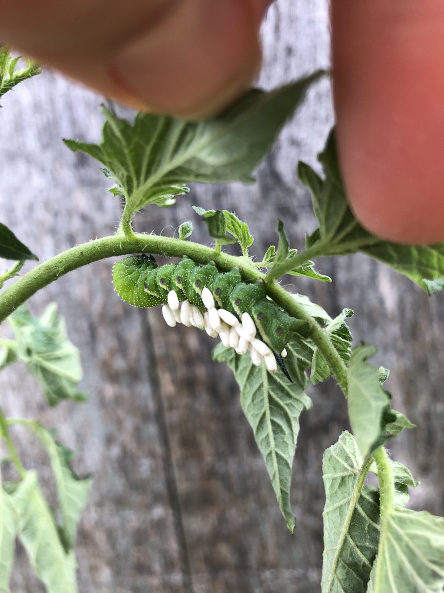 Adam Pfeffer tweet media