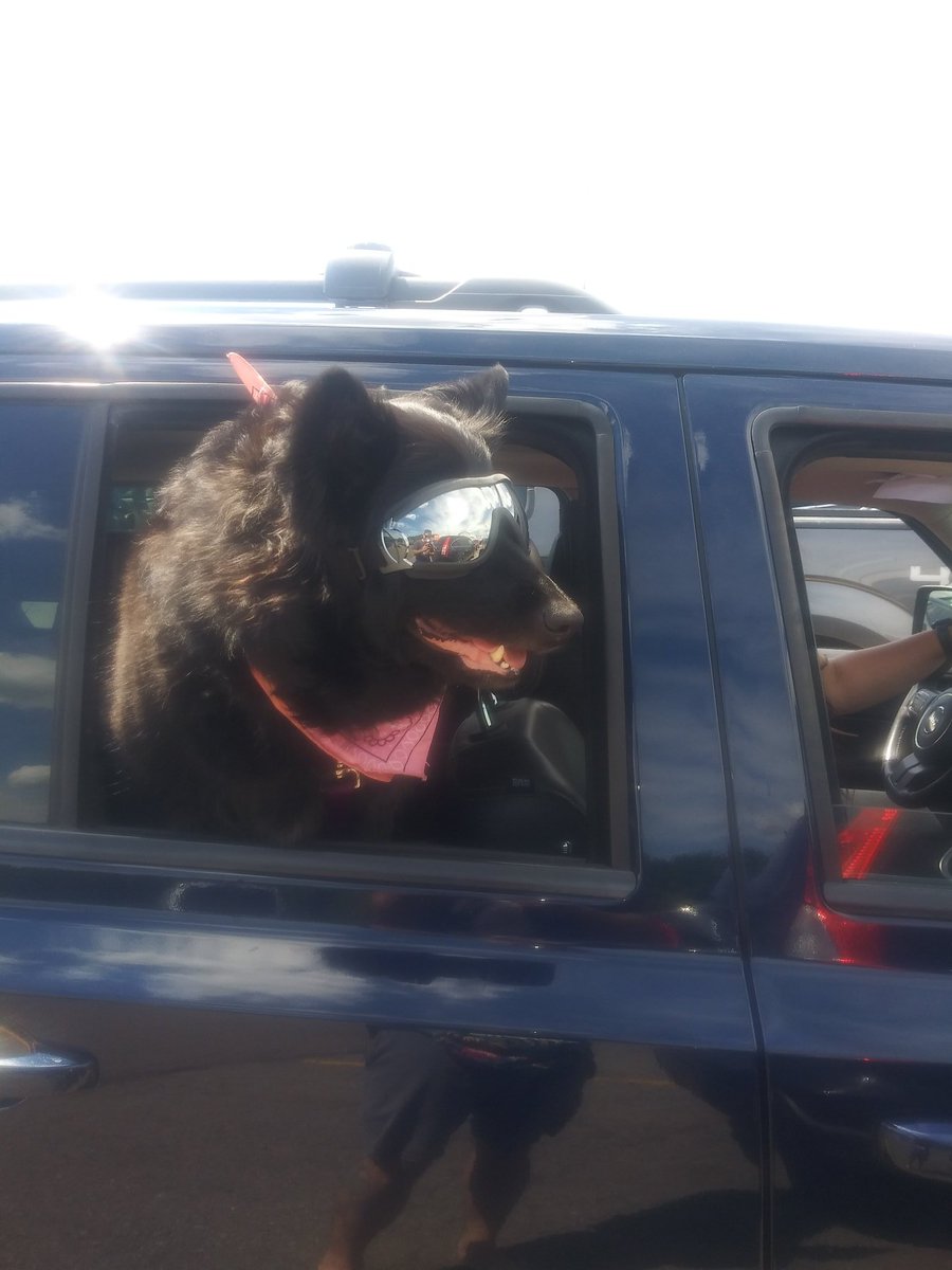 sonotohiodog's tweet photo. I mean...  Is your dog really that cool tho https://t.co/A5FrzRkOl1