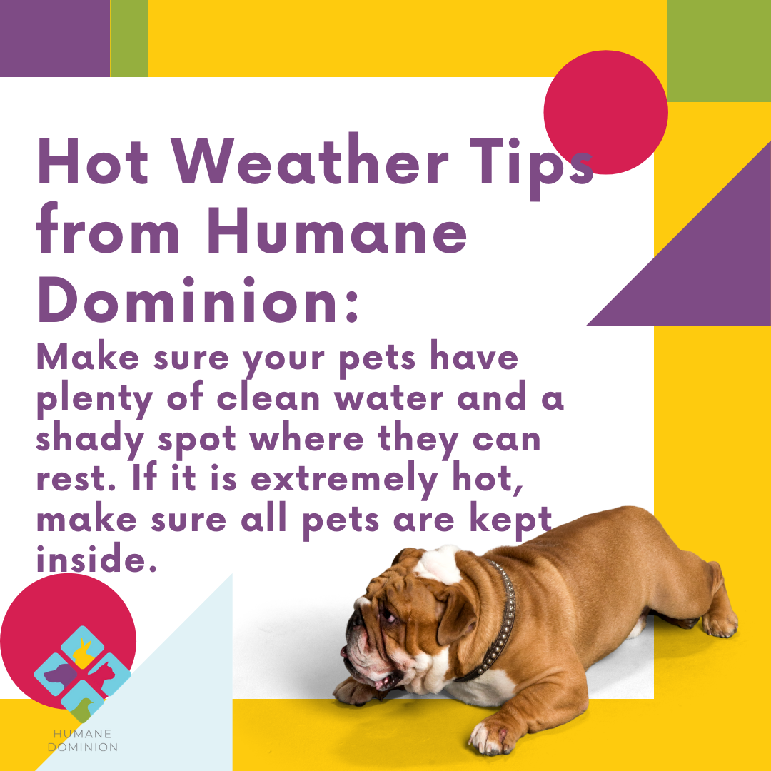 This summer is hot! Make sure your pets are safe and follow Humane Dominion's Hot Weather tips this summer. 

#summer2020 #animals #animalsafety #valegislation #virginiawildlife #virginia #animalwelfare #animalrights #virginiabackyards #virginiasummer