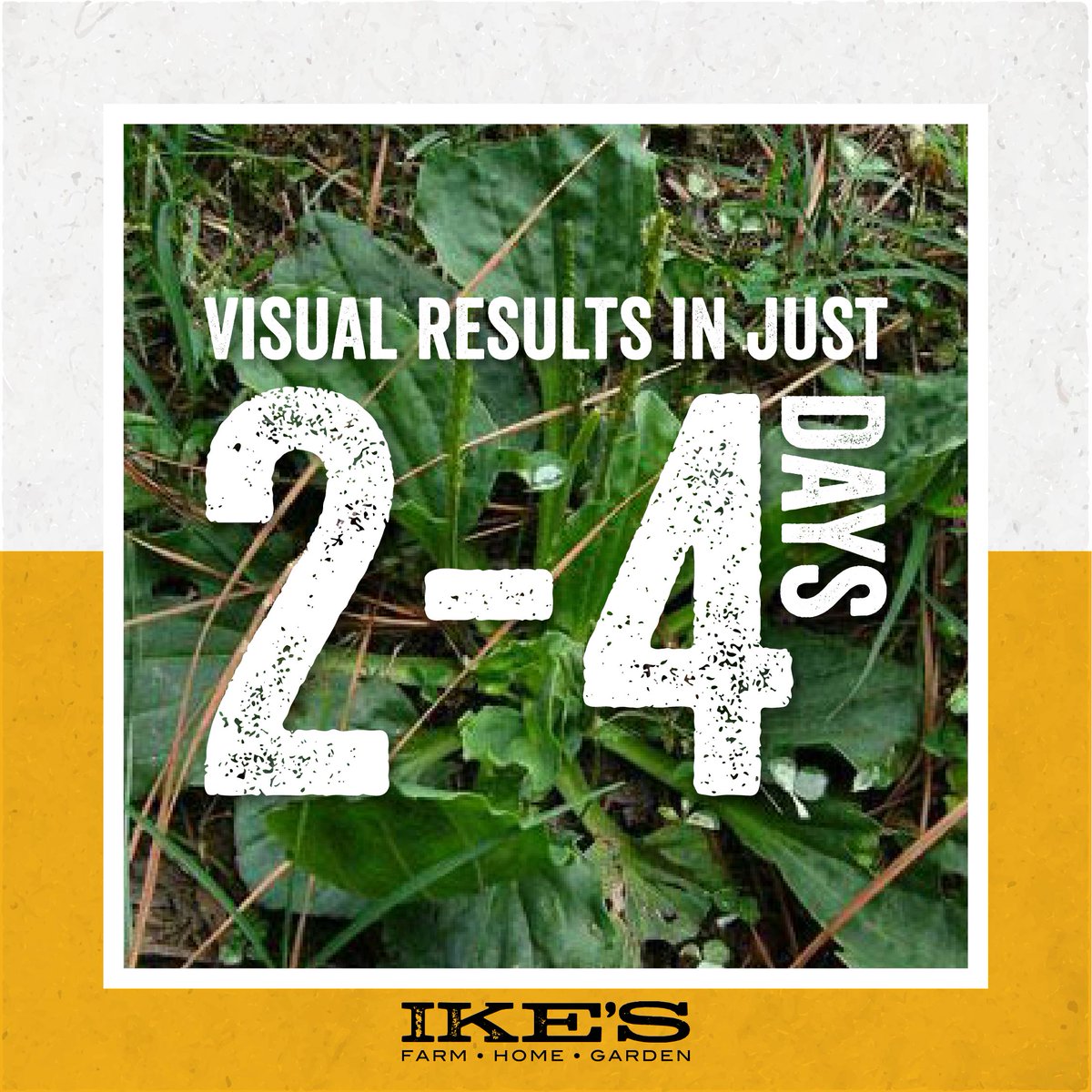 ikes_products's tweet photo. Our X-Out, will provide visual results in just 2-4 days after application!
  
#IkesProducts #XOut #Landscape #Outdoors https://t.co/bBiNT2iese