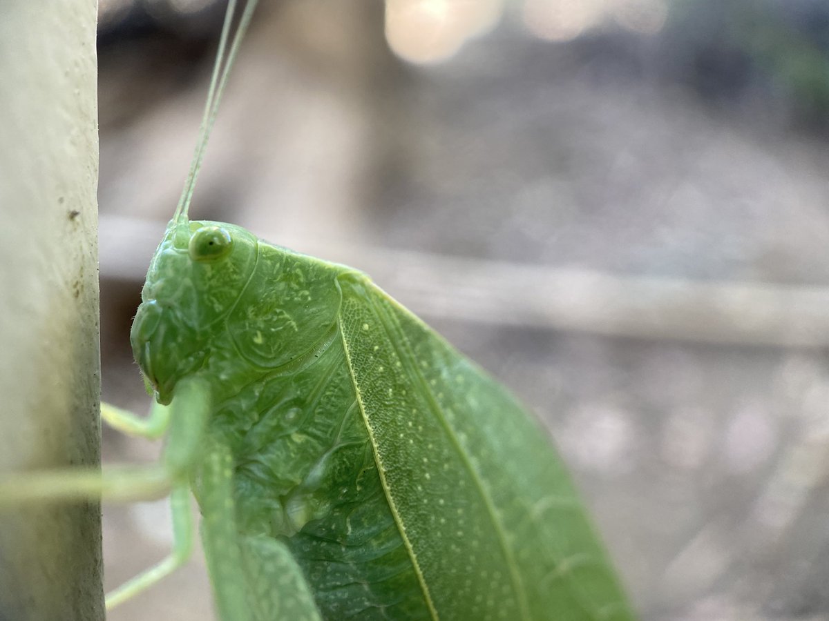 Venice311's tweet photo. Agree! #inaturalist #catydid #ohyesshedid #bugface #workofart https://t.co/9HT3etFF1r