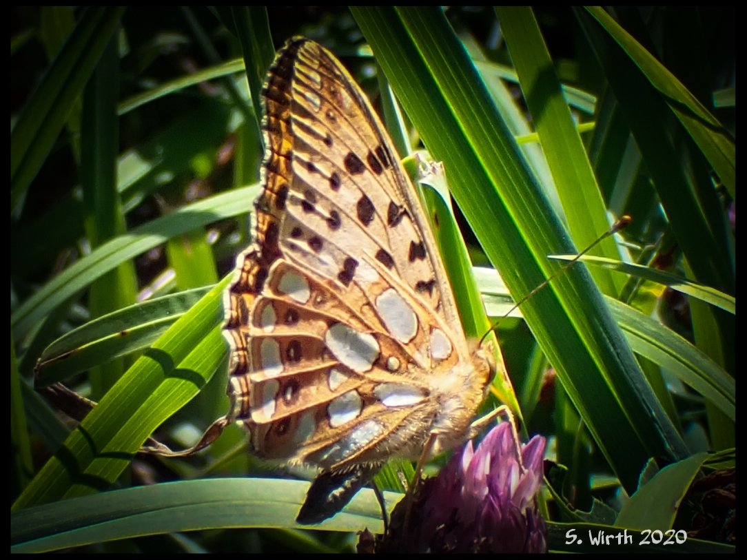 wirthstef's tweet photo. #macrophotography of #butterfly #Issoria #lathonia in #urban #naturerefuge #Rosenthal #Berlin #summer #August #2020 Copyrights #Stefan #F. #Wirth 
#Lepidoptera #macro #photography #Nymphalidae #macroworld #insect #photographer #picoftheday https://t.co/5TvABuGcYl