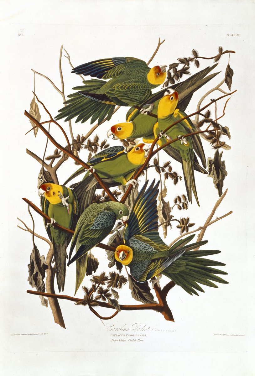 To celebrate the MotS era and usher in  #BTS_Dynamite  :BTS Map of the Soul videos as illustrated birds from  @NHM_London's  @NHM_Library - a threadL: Stay GoldR: Carolina parakeets by John James Audubon - Birds of America, plate 26, 1827-30