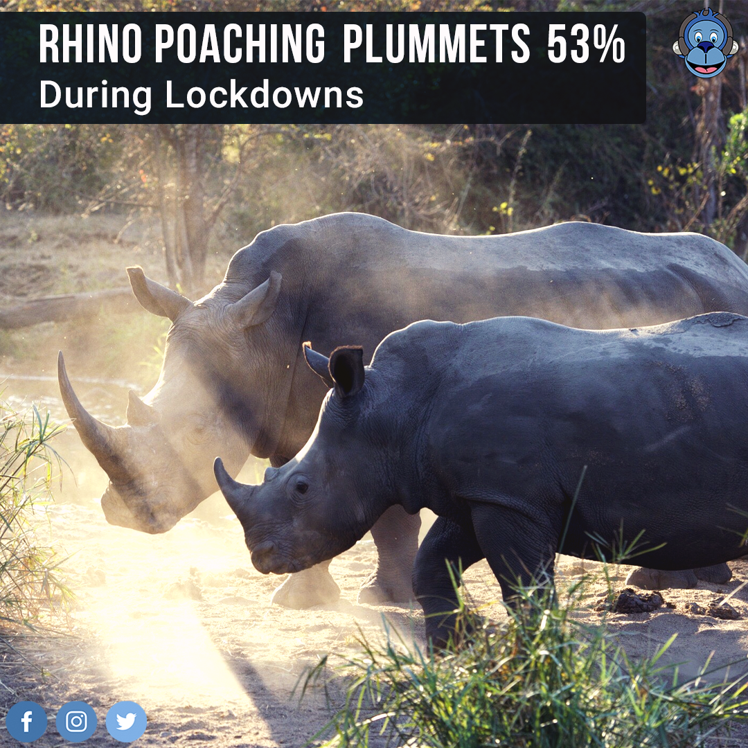 CHYWI's tweet photo. Rhino poaching in South Africa has decreased by almost 53% in the first six months of 2020, which continued a dramatic downward trend over the last five years. #GoodNewsMonday https://t.co/CImr0WsEI0
