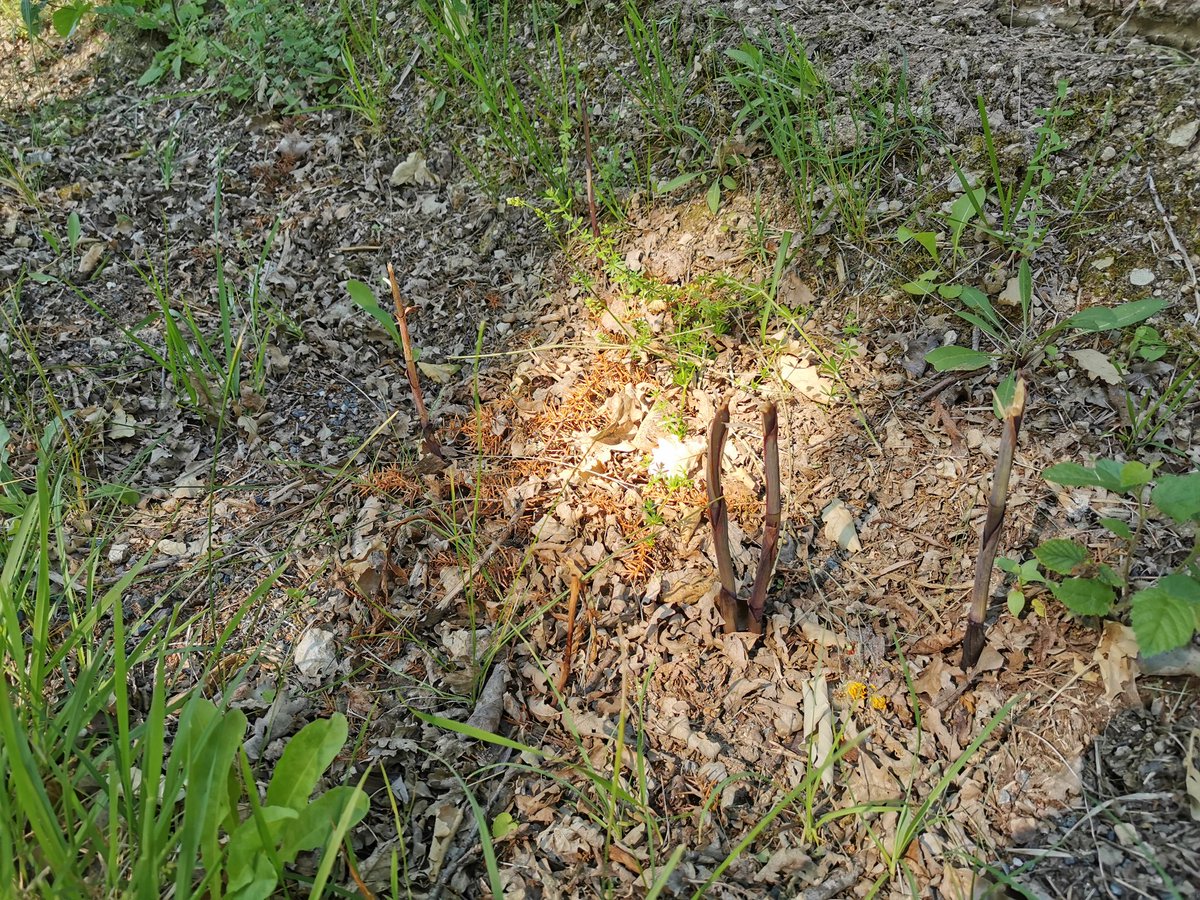 LaBotaniste's tweet photo. Mais beaucoup reste encore à faire. Le besoin de "propreté" est encore ancré dans nos têtes. De nombreuses plantes ne peuvent pas s'épanouir, comme cette station du rare #Limodorum abortivum, fauchée avant même sa floraison (photos prises sur la commune de #Bonnes). https://t.co/8sGroj7ngd