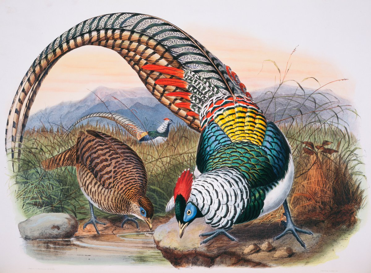 L: PersonaR: Lady Amherst's pheasants by Daniel Giraud Elliot - A Monograph of the Phasianidae, or Family of the Pheasants, plate 64, 1872
