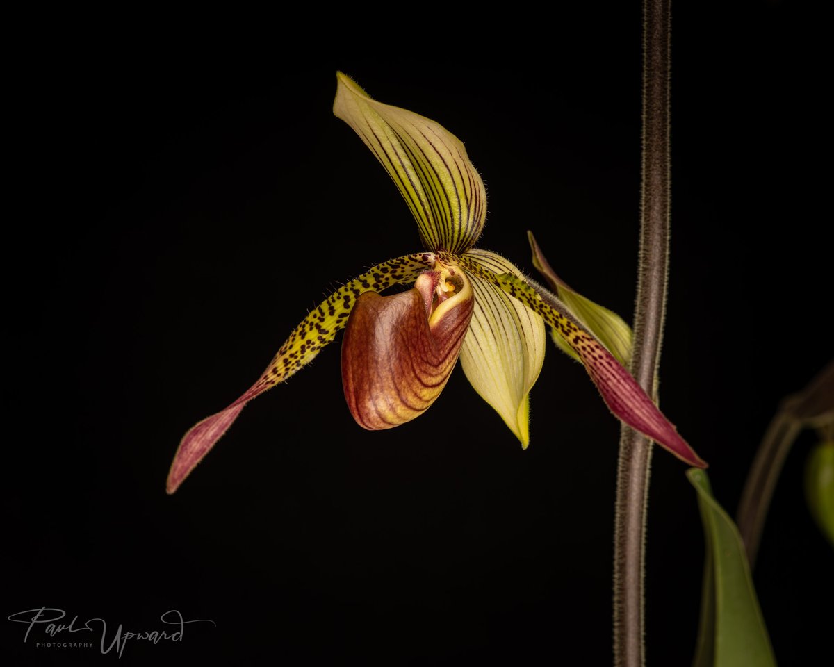 Bought from Malvern last summer, quite possible my favourite slipper orchid hybrid - Paphiopedilum Julius. Can't wait for all ten flowers to open!
@BritPaphSociety @orchidcommittee @AmericanOrchid @BritishOrchidCo @RHSMalvern @EYOrchid  #slipperorchid #orchid #paphiopedilum