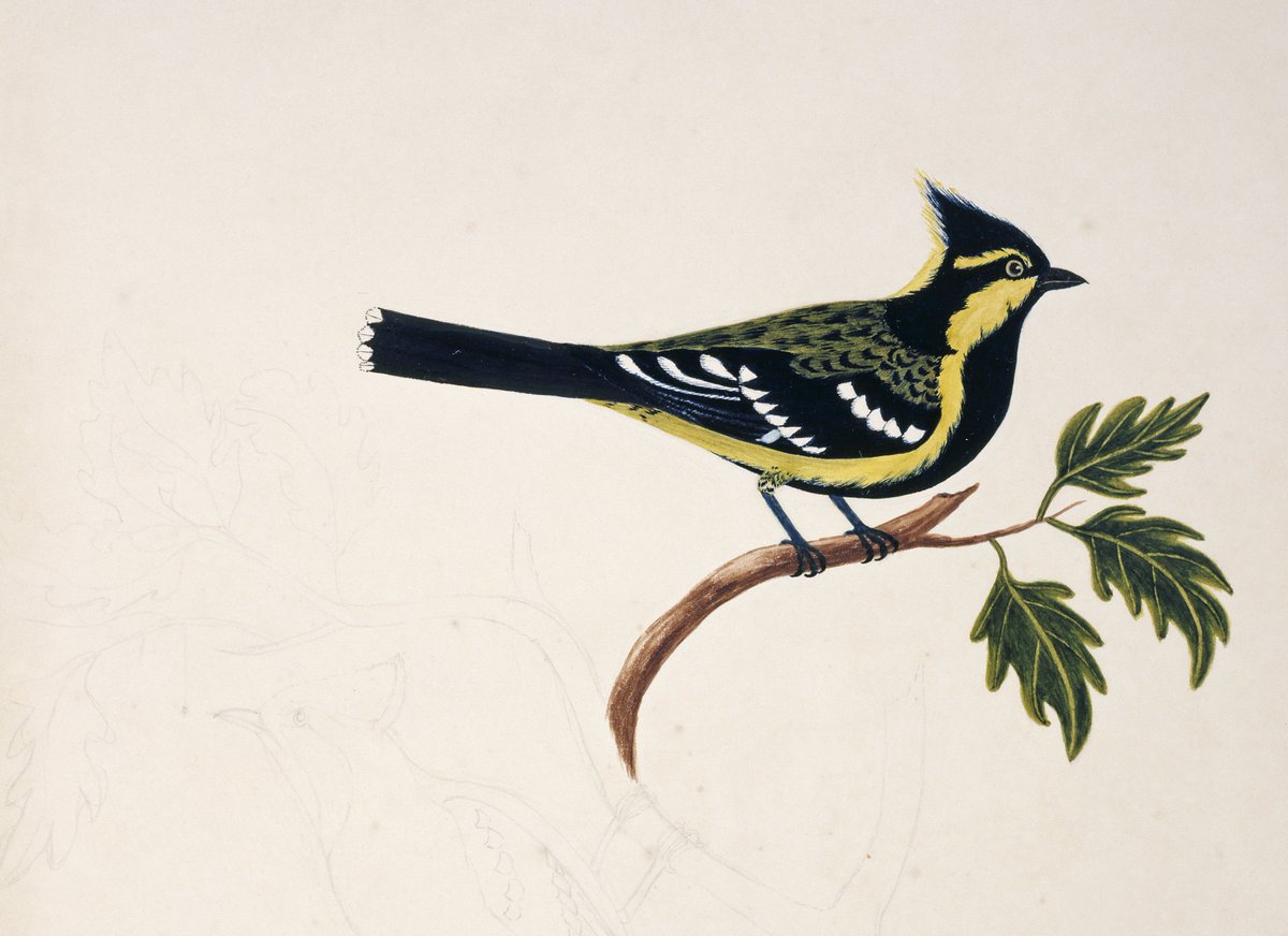 L: Interlude: ShadowR: yellow-cheeked tit by Margaret Bushby Lascelles Cockburn - Neilgherry Birds and Miscellaneous, plate 40, 1858 (cropped)