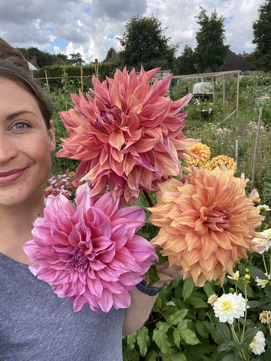 allotment9A's tweet image. Here come the dinner plate dahlias🌸 Top: Belle of Barmera 🌸Bottom left: Islander 🌸 Bottom right: lost the label 🏷 🧐 #allotment #dahlialove #growyourown #dahlias #garden #gardening