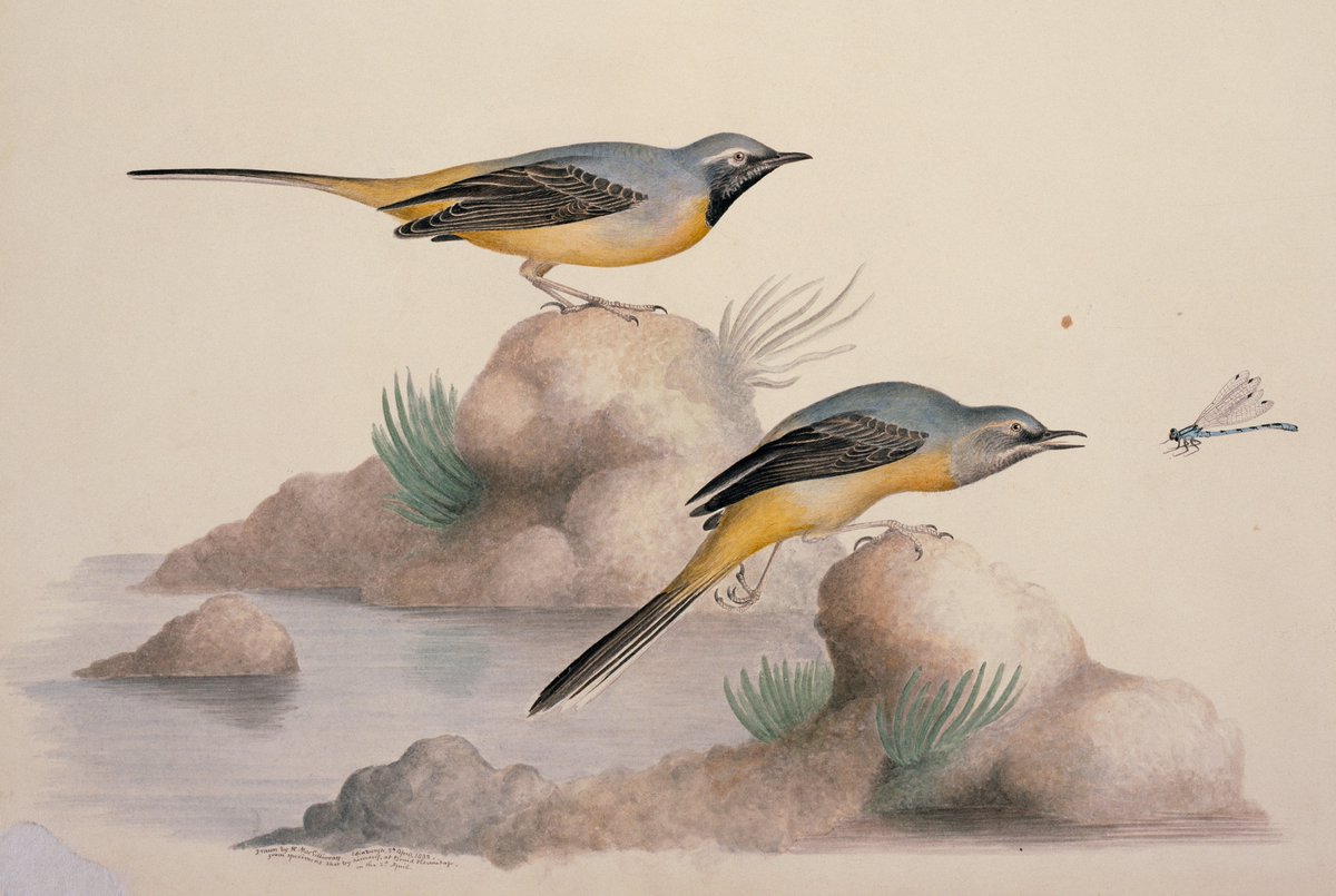 L: Outro: EgoR: grey wagtails by William MacGillivray - Watercolour Drawings of British Animals, plate 153, 1831-41
