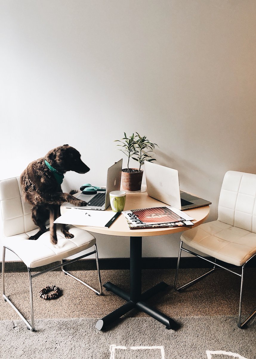 rmagency's tweet photo. Hey you! Yes, you!

🗓 Our design internship applications close on August 11th. Be like Mousse and head over to https://t.co/BQNGk225hx and learn more about becoming our next [virtual] design intern. Apply soon and join our #AgentsofGoodness. #RaleighInternships https://t.co/1Y2vVPitMo
