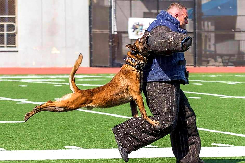 k9sofvalor's tweet photo. After finding 103 suspects and being shot and stabbed while on the job, Los Angeles Police Department K9 Aro is retiring from the force. Congratulations Aro! Enjoy your retirement hero. https://t.co/WJdzPPqKeT