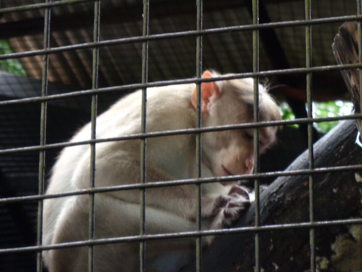 Concentration.............. @WeRateMonkeys, @Monkey_Forest, #MonkeyMonday Human is not the only one who thinks. Volunteer field work at International Zoo Malaysia, January 2018