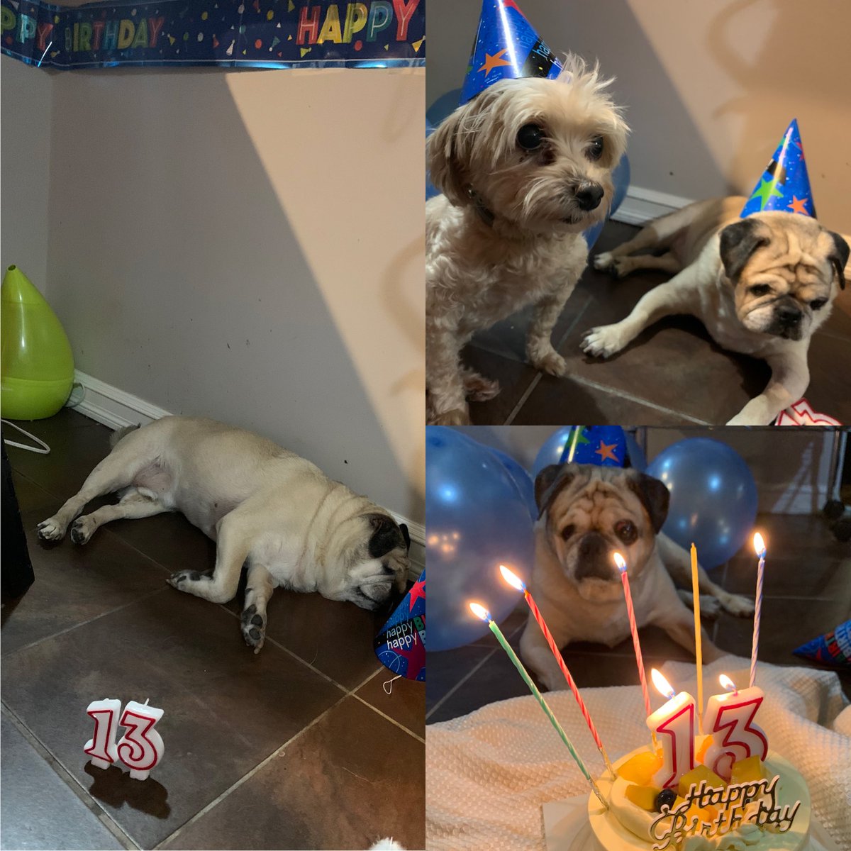 yankee729's tweet photo. Please say Happy Birthday to my boy Ranger as we celebrate his 13th bday. He’s  been through a lot, blind for the last two years , a diabetic , just suffered a collapsed trachea and has been sleeping a lot lately.. but sniffing for food is still the best talent.. https://t.co/PuFzYYpF7L