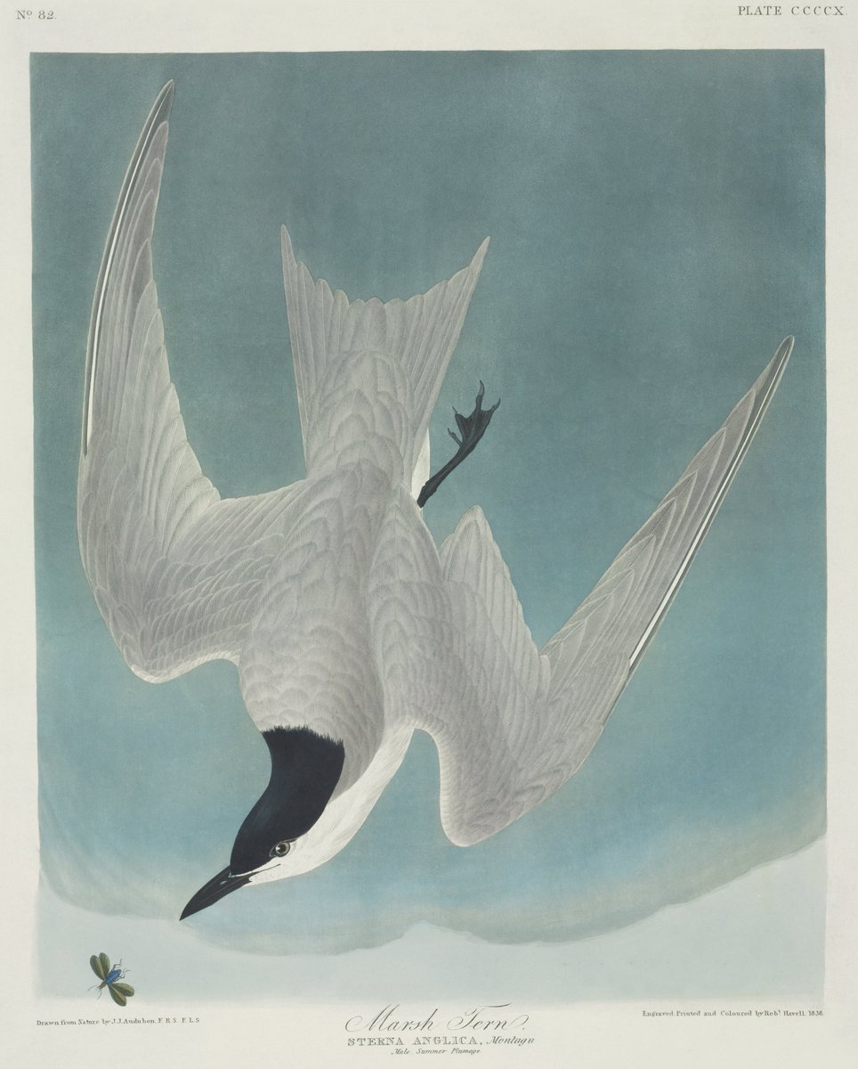 L: Black SwanR: gull-billed tern by John James Audubon - Birds of America, plate 410, 1835-38 (cropped)