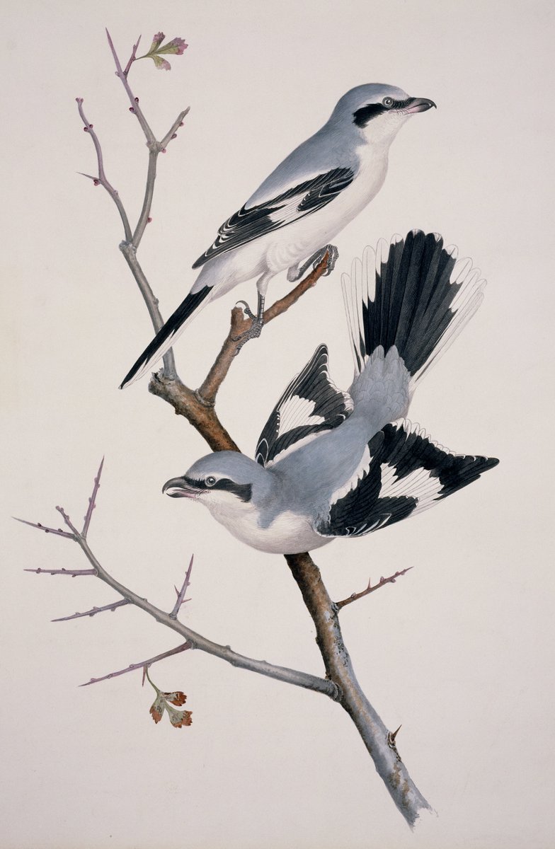 L: 'ON' Kinetic Manifesto Film: Come PrimaR: great grey shrikes by William MacGillivray - Watercolour Drawings of British Animals, plate 135, 1831-41