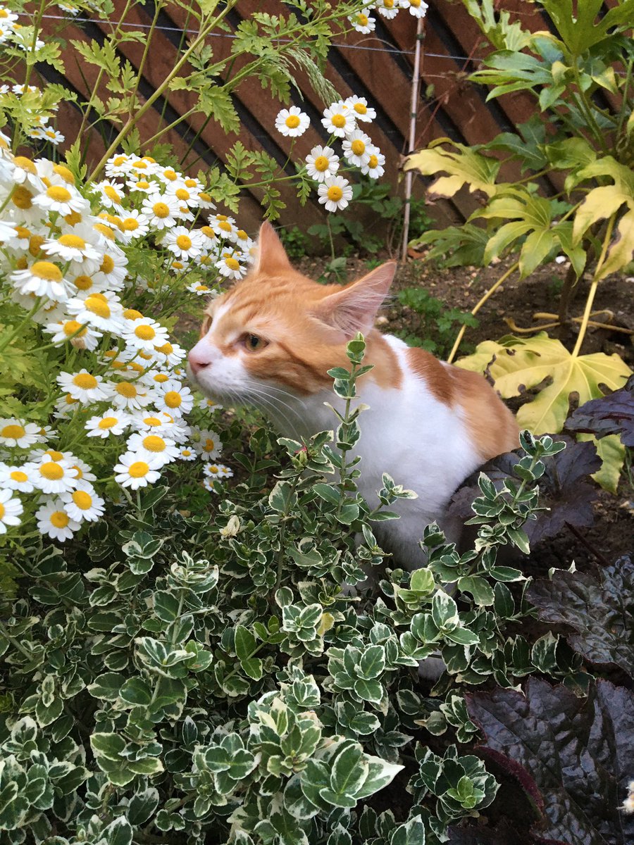 Mathematicats's tweet image. You’re only here for a short visit. Don’t hurry. Don’t worry. And be sure to smell the flowers along the way ~ Walter Hagen

#CatsOfTwitter #MondayMotivation