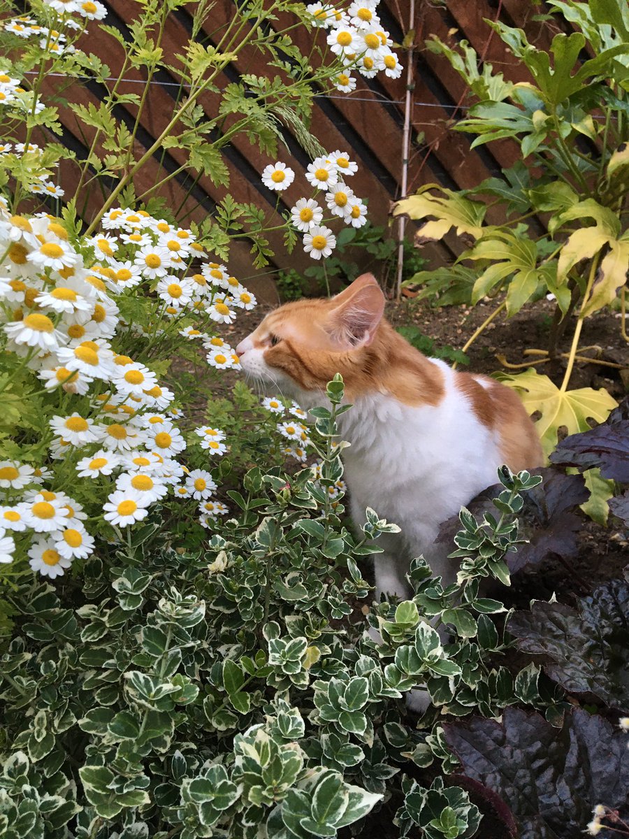 Mathematicats's tweet image. You’re only here for a short visit. Don’t hurry. Don’t worry. And be sure to smell the flowers along the way ~ Walter Hagen

#CatsOfTwitter #MondayMotivation