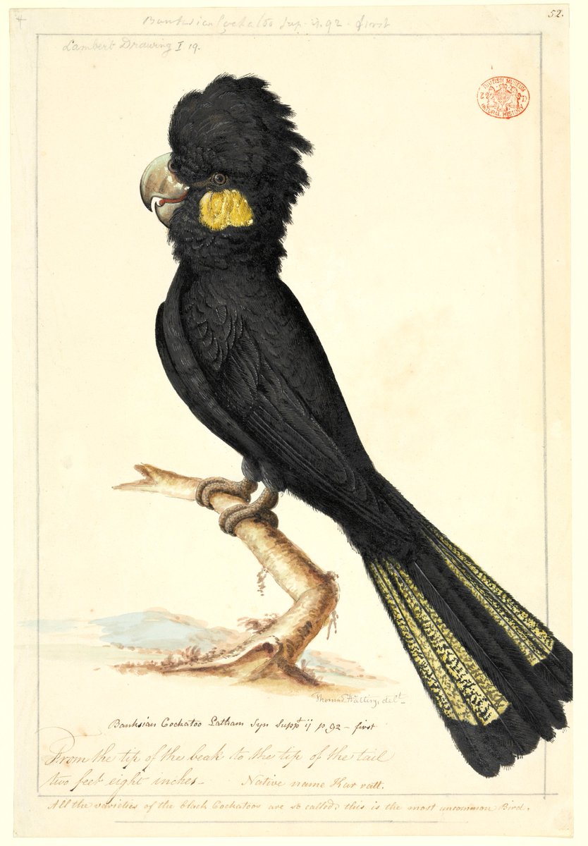 L: 'ON' Official MVR: yellow-tailed black cockatoo by Thomas Watling, watercolour 137, 1792-97