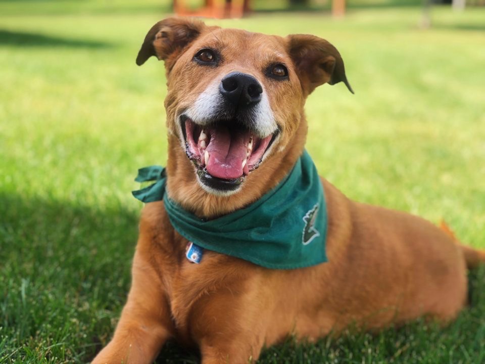 If you need a little pick me up, Bella is here for you! She is sporting her UAB bandana showing support for Honors students. Bella is home enjoying the summer with her owner, Sienna, spending most of her time relaxing in the sun☀️. Thanks for for the PAWsitive vibes! #UABHonors