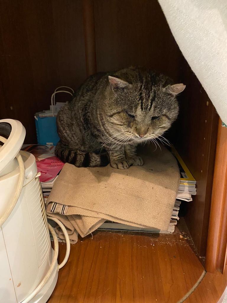 Me llamo Mini y me he perdido en el Chaparral, hace una semana que no aparezco por casa, si me ves avisa al +34 605 99 51 45 no intentes cogerme porque soy muy asustadizo y podría salir corriendo