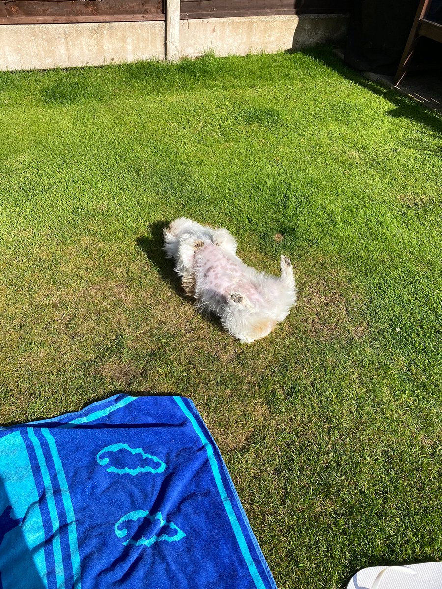 Nataliegraham92's tweet photo. Today I convinced my brother to do yoga with me today for the first time ever!! We even got Bailey on board....I have to say, he nailed Savasana 🤣
#weactivechallenge #WAC208 #ImperialActive #AHPsActive #dogsoftwitter #dogsdoyoga https://t.co/yims99xc7r