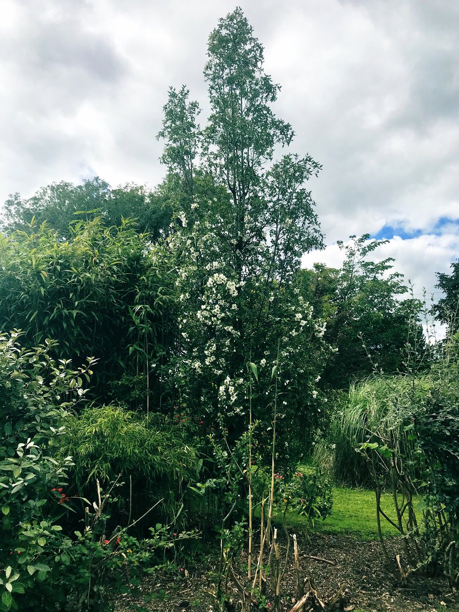 ❤️ #Eucryphia flowering... oh the perfume is divine 🥰 & 🐝 loving it🌟

#ScentedTree #BeeFood #ScentedFlowers #FragrantFlowers #CottageGarden #CountryGarden #WelshGarden #GardenPerfume #ThePembrokeshireGarden #Pembrokeshire