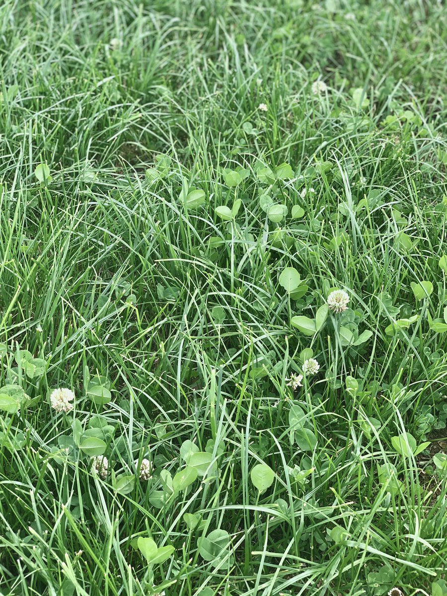 This HSG4 mixture from <a href="/GerminalUKAgri/">Germinal GB</a> sown into seriously dry conditions this spring beginning to grow away again ready for its 2nd cut. Moisture please 🙏🏼