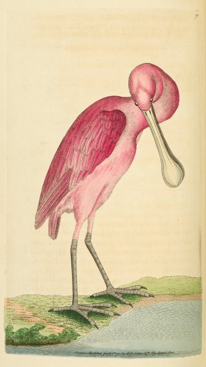 L: 작은 것들을 위한 시 (Boy With Luv) R: rose-coloured spoonbill by George Shaw and Frederick Nodder - The Naturalist's Miscellany, plate 90, 1791-92