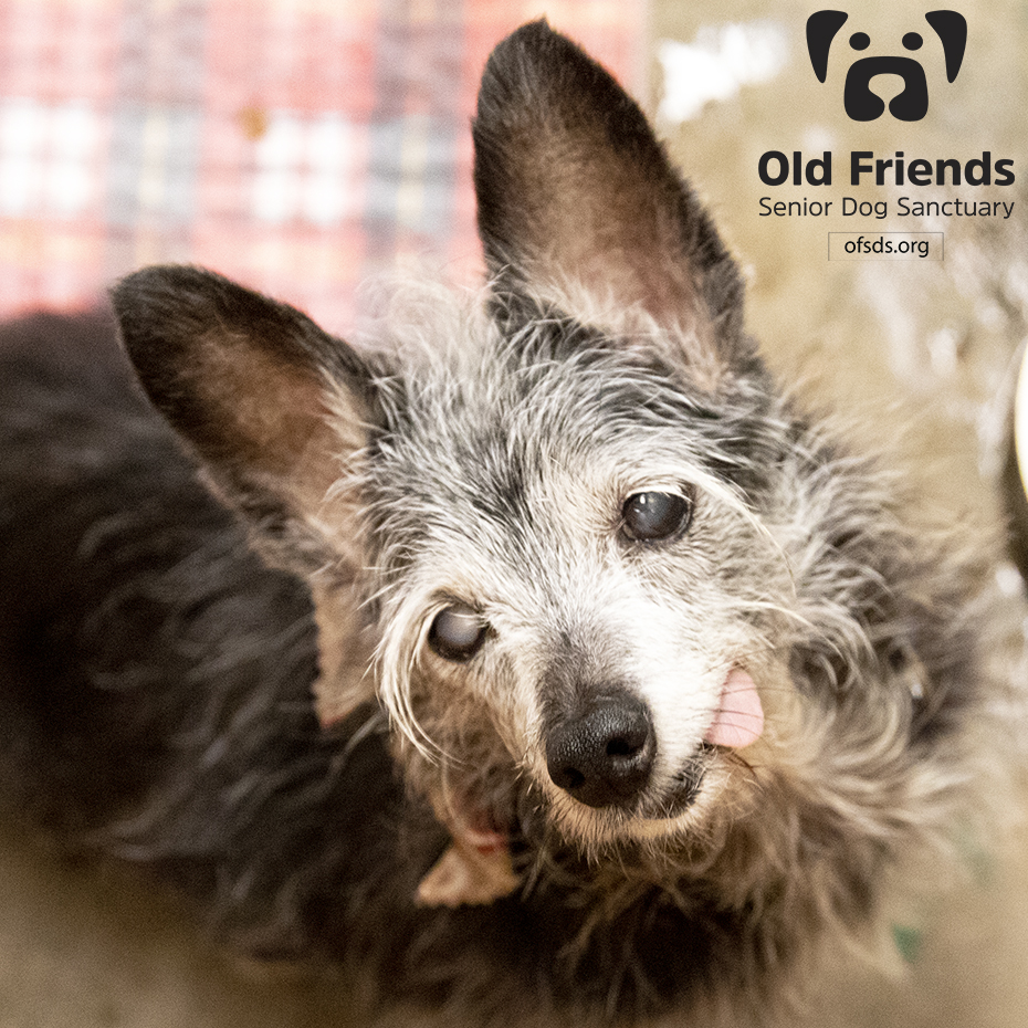 oldfriendssds's tweet photo. "I am having the time of my life!"- Hocus
#ofsds #ofsdshocus #seniordogs https://t.co/xK6RmiRpSY