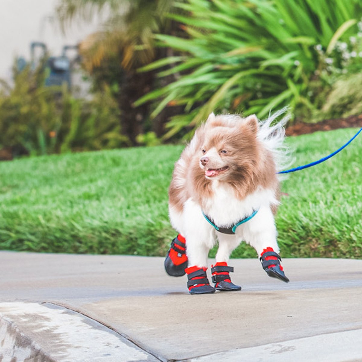 UltraPaws's tweet photo. Help your dog keep their cool this summer with a pair of booties! 🐾 Pawfect year-round, our Rugged Dog Boots will help keep their paws safe from burning on hot sidewalks this summer and from cuts on icy sidewalks in the winter.

#dogsofsummer #dogboots #dogs https://t.co/TTD1cctzXt