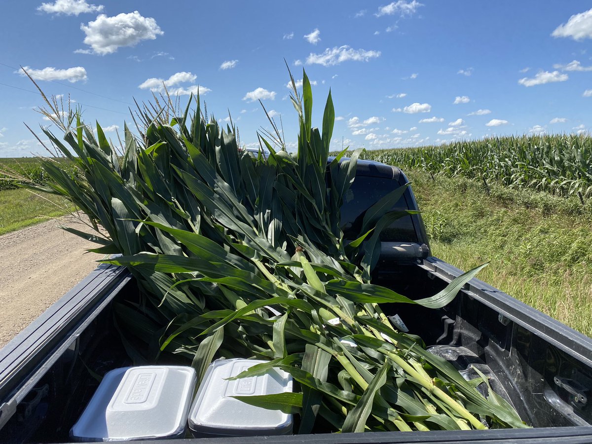 #scout20 it has been an encouraging morning with <a href="/LongViewFarms/">LongView Farms</a>!   <a href="/pivotbio/">Pivot Bio</a> PROVEN is showing staygreen, stalk health and bio-mass in central, Iowa.  Check them out pivotbio.com
