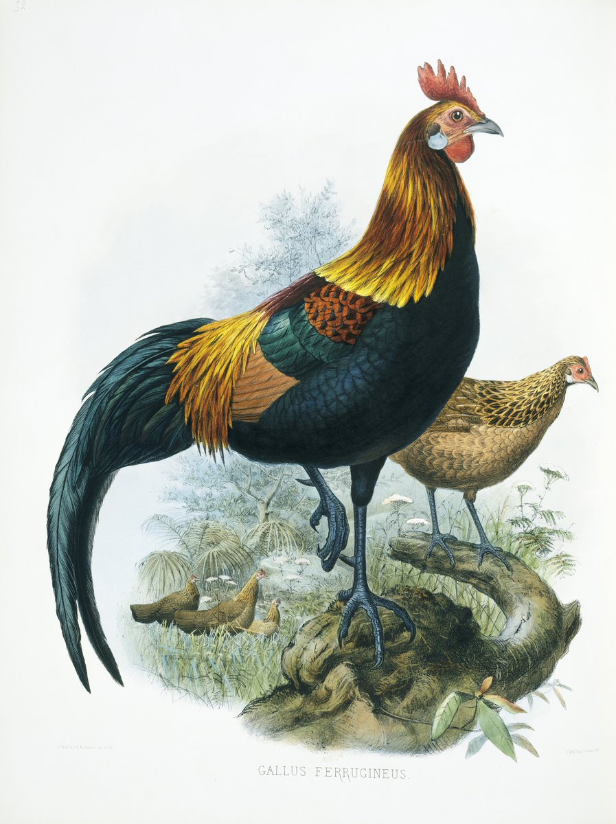 bonus Yoongi (not technically MotS but I'm nothing short of obsessed so don't @ me)L: Agust D - 대취타 (Daechwita)R: red junglefowl by Joseph Wolf - Daniel G. Elliot's A Monograph of the Phasianidae, or Family of the Pheasants, plate 32, 1872