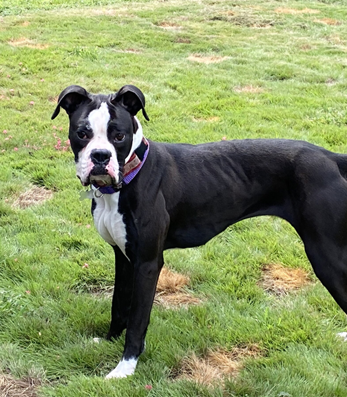 Becca the  #boxer! Available in Summerville, SC with  @CarolinaBoxer LOOK AT HOW CUTE  #Doggust  http://www.carolinaboxerrescue.org/the-girls/becca-1-year-old-fostered-in-summerville-sc