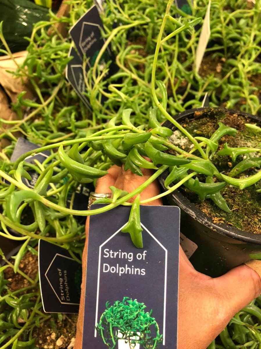 CutDried's tweet photo. Green plants just arrived - soothing the soul. Pick some up this week. https://t.co/et5UY5rtm0
